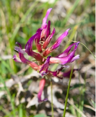 Fiore violetto: Astragalus cfr. monspessulanus (Fabaceae)